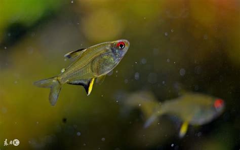 熱帶魚水溫|養好熱帶魚的3個要點，哪一點最重要？穩定水溫更重。